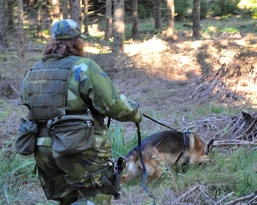 Hund Hund militären